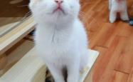 赤峰猫咪送养中心电话是多少号