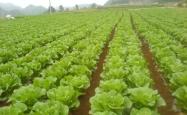 赤峰市收白菜电话号码是多少