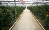 赤峰蔬菜育苗联系电话号码查询