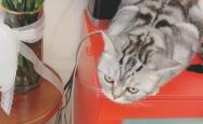 赤峰寻找虎斑猫电话号码查询