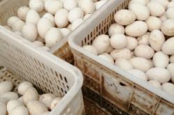 赤峰出售鹅蛋厂家电话号码多少
