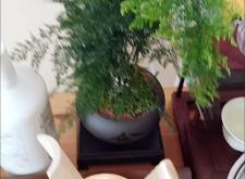 赤峰绿植批发市场
