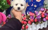 赤峰比熊宠物店地址电话号码