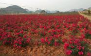 赤峰市玫瑰花园社区电话号码