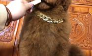 赤峰巨贵犬繁殖基地电话号码