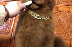 赤峰巨贵犬繁殖基地电话号码