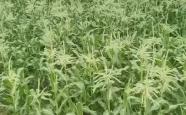赤峰有收甜玉米的吗电话号码