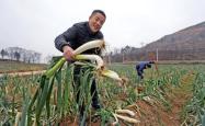 赤峰闫哥大葱种植基地电话号码