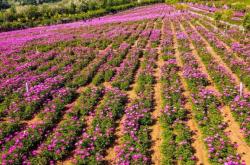 赤峰市芍药花海地址电话号码