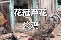 赤峰芦花大公鸡饭店电话号码