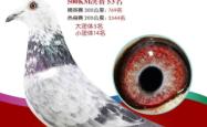 赤峰拍卖平台官网电话号码查询