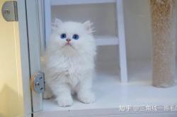 赤峰市闪闪猫舍地址电话号码