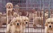 赤峰市金毛犬舍电话多少号