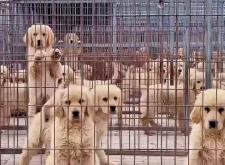 赤峰市金毛犬舍电话多少号