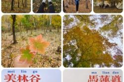 赤峰市美林镇古山村电话号码