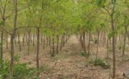赤峰苗木回收公司电话多少号