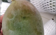 赤峰卖凯特芒果的电话号码是多少