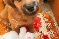 赤峰红山区领养猫咪电话号码