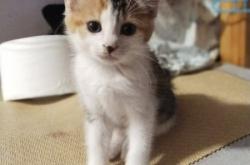 赤峰小奶猫领养电话号码查询