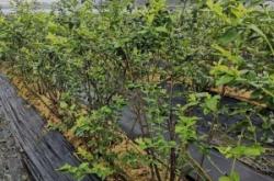 赤峰抗早肥厂家联系电话号码