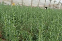 赤峰平庄老姜种植基地电话号码