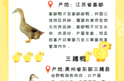 赤峰鸭苗厂家电话号码多少号