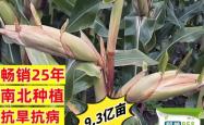 赤峰苞谷种子厂家电话地址查询