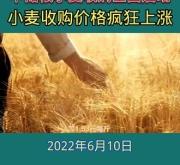 赤峰小麦收购贸易商电话是多少