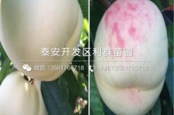 赤峰果树苗基地电话多少号