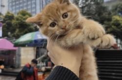 赤峰橘猫买卖网站电话地址查询