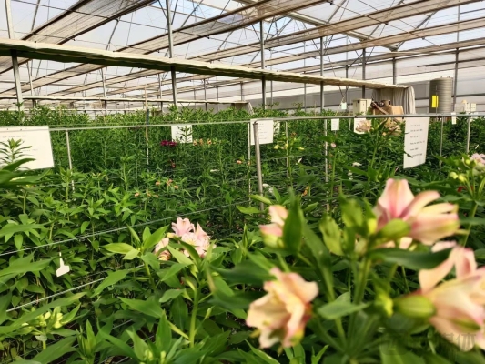 赤峰海盛鲜花店电话号码多少-第1张图片
