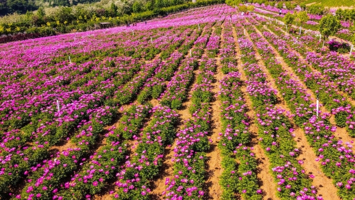 赤峰市芍药花海地址电话号码-第1张图片