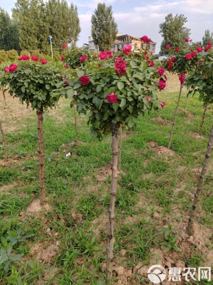 赤峰月季花苗圃商家电话号码-第1张图片