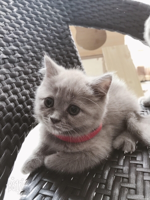 赤峰同城猫舍地址电话多少号-第1张图片