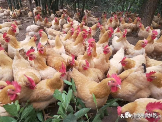 赤峰酵素养鸡基地电话号码-第1张图片