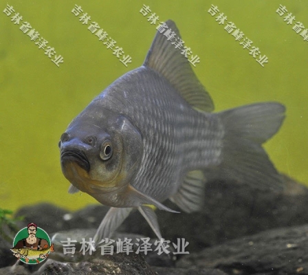 赤峰雷营子垂钓基地电话号码-第1张图片