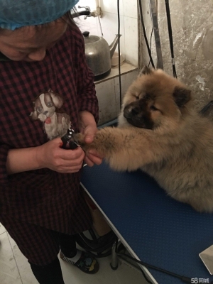 赤峰市种犬场电话号码-第1张图片