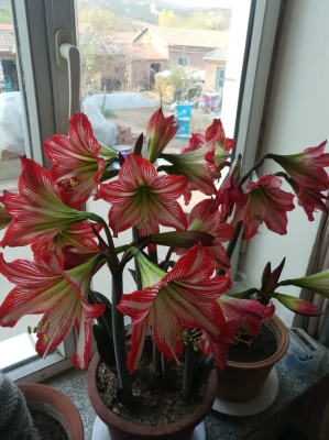 赤峰鲜花工厂地址和电话号码-第1张图片