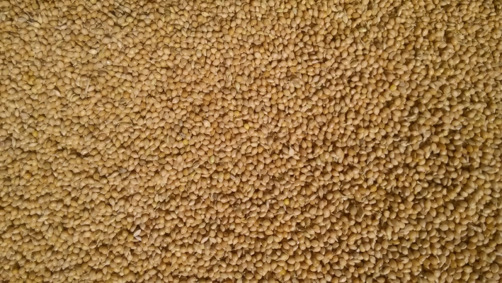 赤峰老府香瓜种植基地电话号码-第1张图片