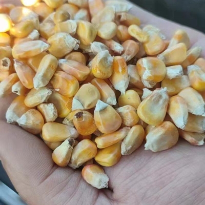 赤峰玉米面包厂家电话号码-第1张图片