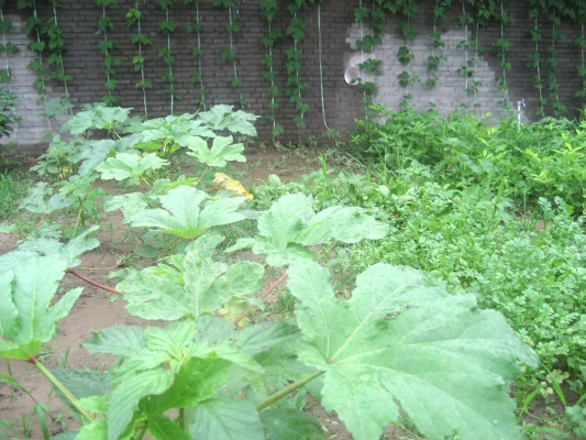 赤峰市求租种菜大棚电话号码-第1张图片