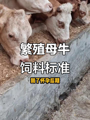 赤峰市母牛饲料厂电话号码-第1张图片