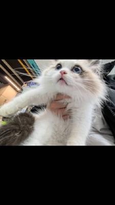 赤峰市布偶猫出售店电话号码-第1张图片