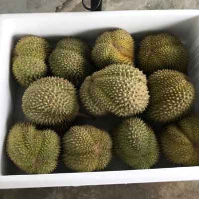赤峰雨润榴莲批发电话号码查询-第1张图片