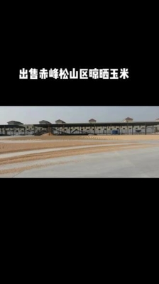 赤峰苞谷种子批发商电话号码-第1张图片