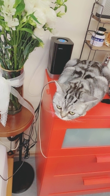 赤峰寻找虎斑猫电话号码查询-第1张图片