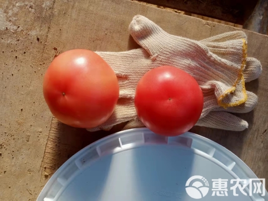 赤峰西红柿基地电话-第1张图片