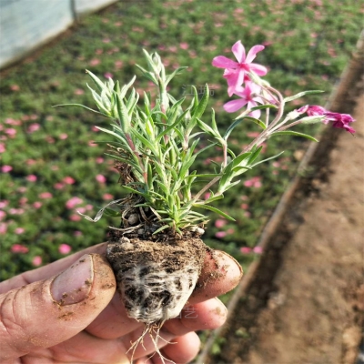 芝樱花苗价格查询-第1张图片