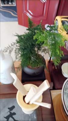 赤峰绿植批发市场-第1张图片