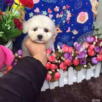赤峰比熊宠物店地址电话号码-第1张图片